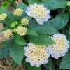 Set of 4 White Trailing Lantana Live Plants (Lantana montevidensis) – 4-6” Tall – Flowering Groundcover Set of 4 White Trailing Lantana Live Plants (Lantana montevidensis) – 4-6” Tall – Flowering Groundcover - Image 1