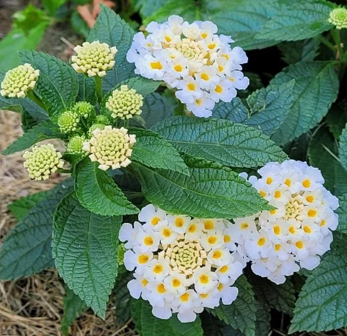 Set of 4 White Trailing Lantana Live Plants (Lantana montevidensis) – 4-6” Tall – Flowering Groundcover Set of 4 White Trailing Lantana Live Plants (Lantana montevidensis) – 4-6” Tall – Flowering Groundcover - Image 1