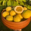 Set of 4 Yellow Passionfruit Live Plants - Passiflora Edulis - 3-6in Tall Edible Fruit Vine - Image 1