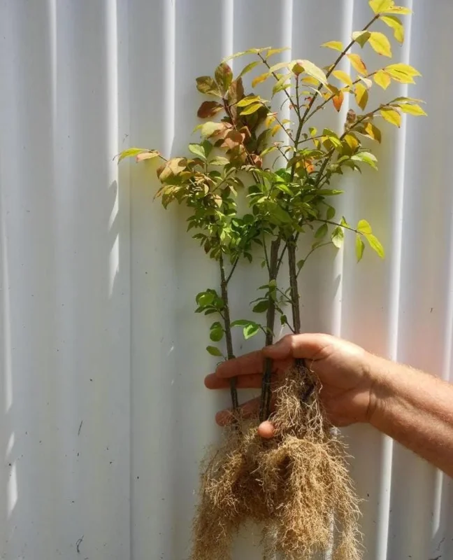 Set of 5 Dwarf Burning Bush Bare Roots - 6-12" Tall - Euonymus alatus - Hardy Shrub with Brilliant Red Fall Color Set of 5 Dwarf Burning Bush Bare Roots - 6-12" Tall - Euonymus alatus - Hardy Shrub with Brilliant Red Fall Color - Image 6