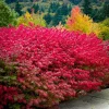 Set of 5 Dwarf Burning Bush Bare Roots - 6-12" Tall Hardy Shrub for Fall Color Set of 5 Dwarf Burning Bush Bare Roots - 6-12" Tall Hardy Shrub for Fall Color - Image 1