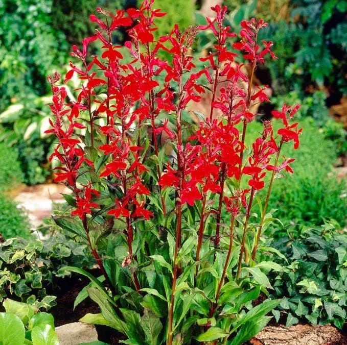 Set of 5 Red Cardinal Flower Bare Roots - Lobelia cardinalis - Perennial Native Plant for Pollinators Set of 5 Red Cardinal Flower Bare Roots - Lobelia cardinalis - Perennial Native Plant for Pollinators - Image 2