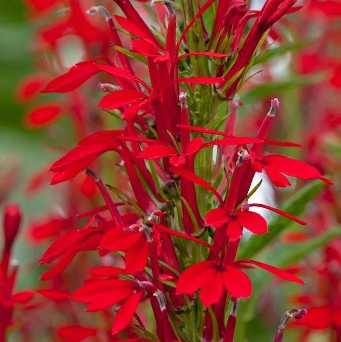 Set of 5 Red Cardinal Flower Bare Roots - Lobelia cardinalis - Perennial Native Plant for Pollinators Set of 5 Red Cardinal Flower Bare Roots - Lobelia cardinalis - Perennial Native Plant for Pollinators - Image 3