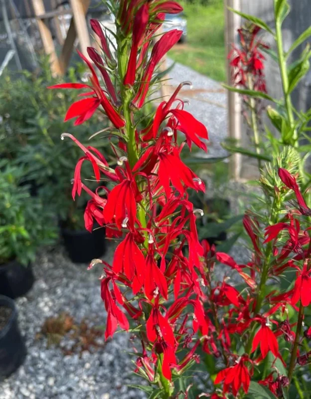 Set of 5 Red Cardinal Flower Bare Roots - Lobelia cardinalis - Perennial Native Plant for Pollinators Set of 5 Red Cardinal Flower Bare Roots - Lobelia cardinalis - Perennial Native Plant for Pollinators - Image 4