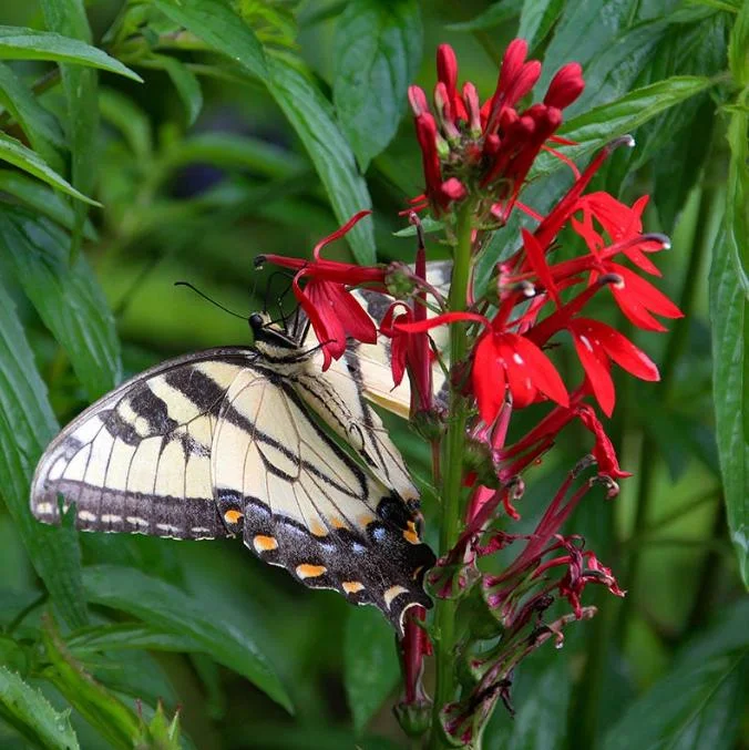 Set of 5 Red Cardinal Flower Bare Roots - Lobelia cardinalis - Perennial Native Plant for Pollinators Set of 5 Red Cardinal Flower Bare Roots - Lobelia cardinalis - Perennial Native Plant for Pollinators - Image 5