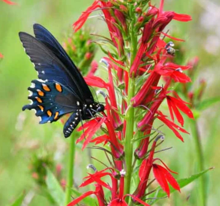 Set of 5 Red Cardinal Flower Bare Roots - Lobelia cardinalis - Perennial Native Plant for Pollinators Set of 5 Red Cardinal Flower Bare Roots - Lobelia cardinalis - Perennial Native Plant for Pollinators - Image 6