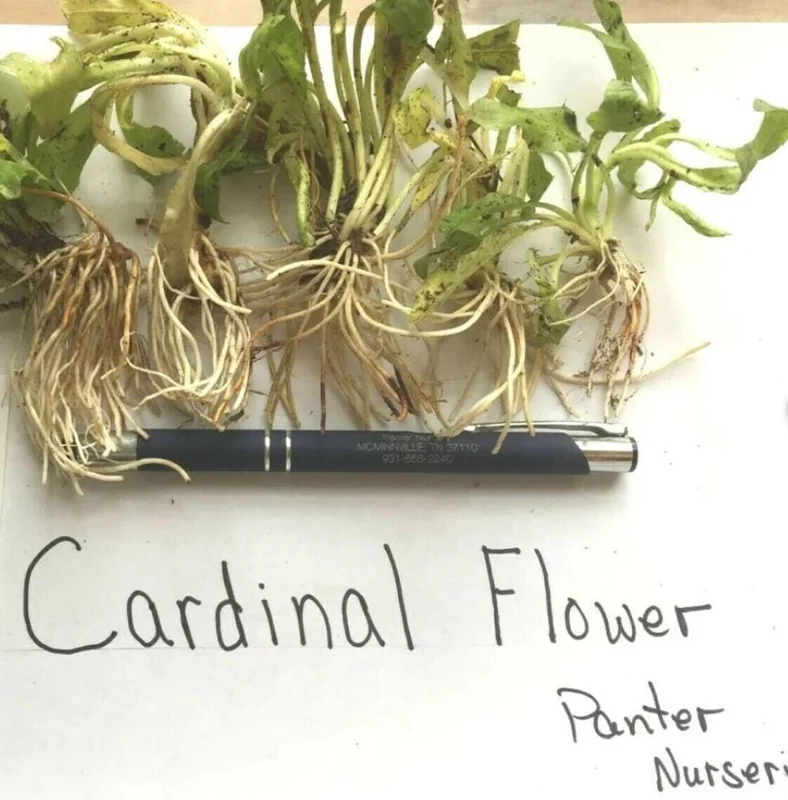 Set of 5 Red Cardinal Flower Bare Roots - Lobelia cardinalis - Perennial Native Plant for Pollinators Set of 5 Red Cardinal Flower Bare Roots - Lobelia cardinalis - Perennial Native Plant for Pollinators - Image 7