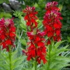 Set of 5 Red Cardinal Flower Bare Roots - Lobelia cardinalis - Perennial Native Plant for Pollinators - Image 1