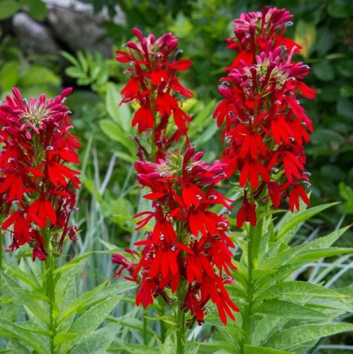 Set of 5 Red Cardinal Flower Bare Roots - Lobelia cardinalis - Perennial Native Plant for Pollinators Set of 5 Red Cardinal Flower Bare Roots - Lobelia cardinalis - Perennial Native Plant for Pollinators - Image 1