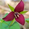 Set of 5 Red Trillium Bulbs - Trillium erectum Woodland Wildflower Set of 5 Red Trillium Bulbs - Trillium erectum Woodland Wildflower - Image 1