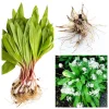 Set of 5 Wild Ramps Bulbs for Planting - Bare Root Perennial Onion Starter, Outdoor Edible Herb - Image 1