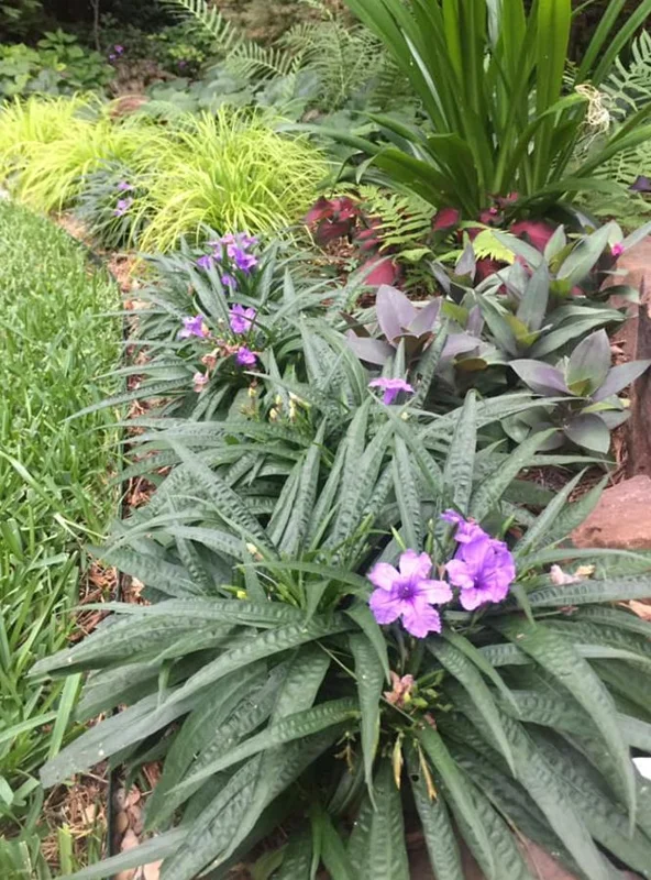 Set of 6 Dwarf Blue Ruellia Live Plants – 3-6" Tall Perennial Flowers Set of 6 Dwarf Blue Ruellia Live Plants – 3-6" Tall Perennial Flowers - Image 10