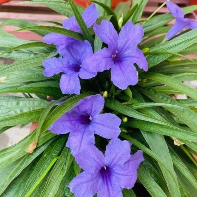 Set of 6 Dwarf Blue Ruellia Live Plants – 3-6" Tall Perennial Flowers Set of 6 Dwarf Blue Ruellia Live Plants – 3-6" Tall Perennial Flowers - Image 2