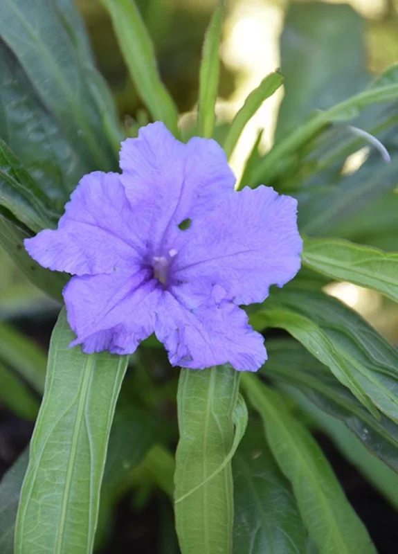 Set of 6 Dwarf Blue Ruellia Live Plants – 3-6" Tall Perennial Flowers Set of 6 Dwarf Blue Ruellia Live Plants – 3-6" Tall Perennial Flowers - Image 3