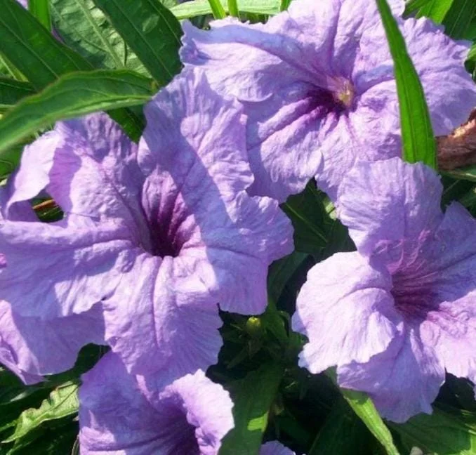 Set of 6 Dwarf Blue Ruellia Live Plants – 3-6" Tall Perennial Flowers Set of 6 Dwarf Blue Ruellia Live Plants – 3-6" Tall Perennial Flowers - Image 5