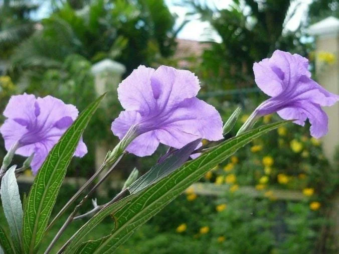 Set of 6 Dwarf Blue Ruellia Live Plants – 3-6" Tall Perennial Flowers Set of 6 Dwarf Blue Ruellia Live Plants – 3-6" Tall Perennial Flowers - Image 6