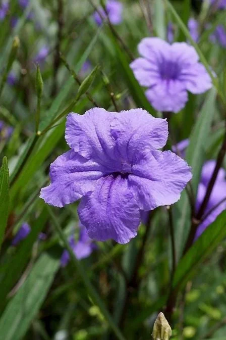 Set of 6 Dwarf Blue Ruellia Live Plants – 3-6" Tall Perennial Flowers Set of 6 Dwarf Blue Ruellia Live Plants – 3-6" Tall Perennial Flowers - Image 7