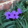 Set of 6 Dwarf Blue Ruellia Live Plants – 3-6" Tall Perennial Flowers - Image 1
