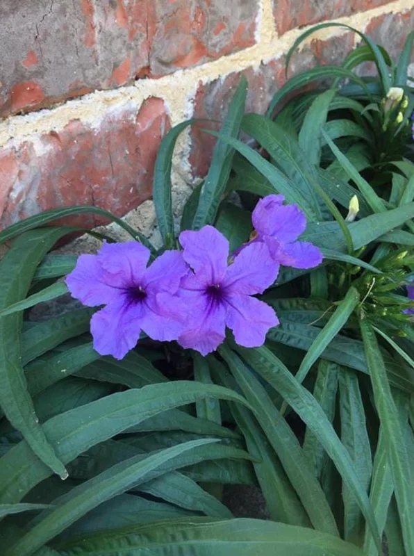 Set of 6 Dwarf Blue Ruellia Live Plants – 3-6" Tall Perennial Flowers Set of 6 Dwarf Blue Ruellia Live Plants – 3-6" Tall Perennial Flowers - Image 1