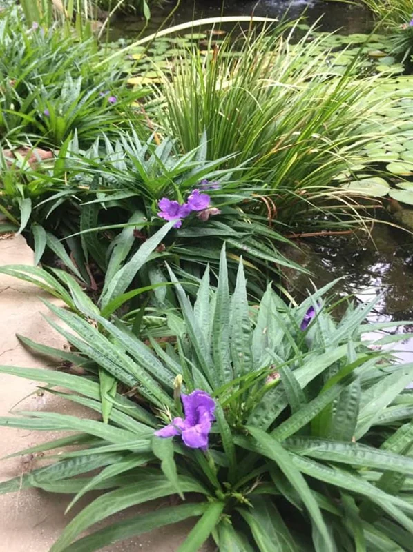 Set of 6 Dwarf Blue Ruellia Live Plants – 3-6" Tall Perennial Flowers Set of 6 Dwarf Blue Ruellia Live Plants – 3-6" Tall Perennial Flowers - Image 9