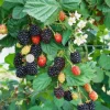 Set of 6 Navaho Thornless Blackberry Live Plants – 4-6" Tall Starters, Edible Fruit Set of 6 Navaho Thornless Blackberry Live Plants – 4-6" Tall Starters, Edible Fruit - Image 1