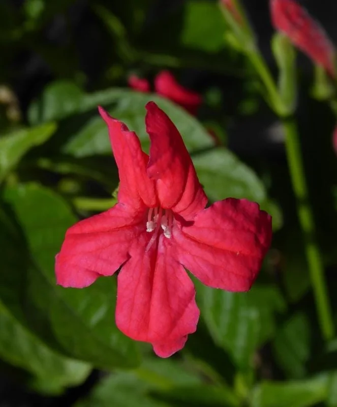 Set of 6 Red Ruellia Live Plant Starters – 3-6" Tall – Perennial Flower Set of 6 Red Ruellia Live Plant Starters – 3-6" Tall – Perennial Flower - Image 2