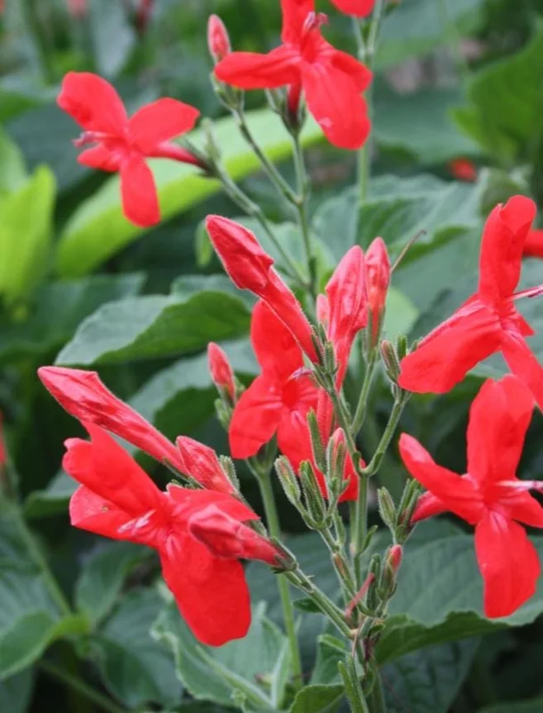 Set of 6 Red Ruellia Live Plant Starters – 3-6" Tall – Perennial Flower Set of 6 Red Ruellia Live Plant Starters – 3-6" Tall – Perennial Flower - Image 3