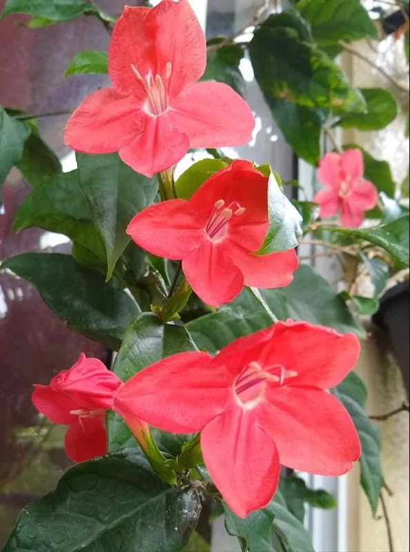 Set of 6 Red Ruellia Live Plant Starters – 3-6" Tall – Perennial Flower Set of 6 Red Ruellia Live Plant Starters – 3-6" Tall – Perennial Flower - Image 5