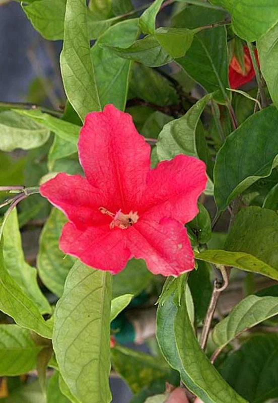 Set of 6 Red Ruellia Live Plant Starters – 3-6" Tall – Perennial Flower Set of 6 Red Ruellia Live Plant Starters – 3-6" Tall – Perennial Flower - Image 6