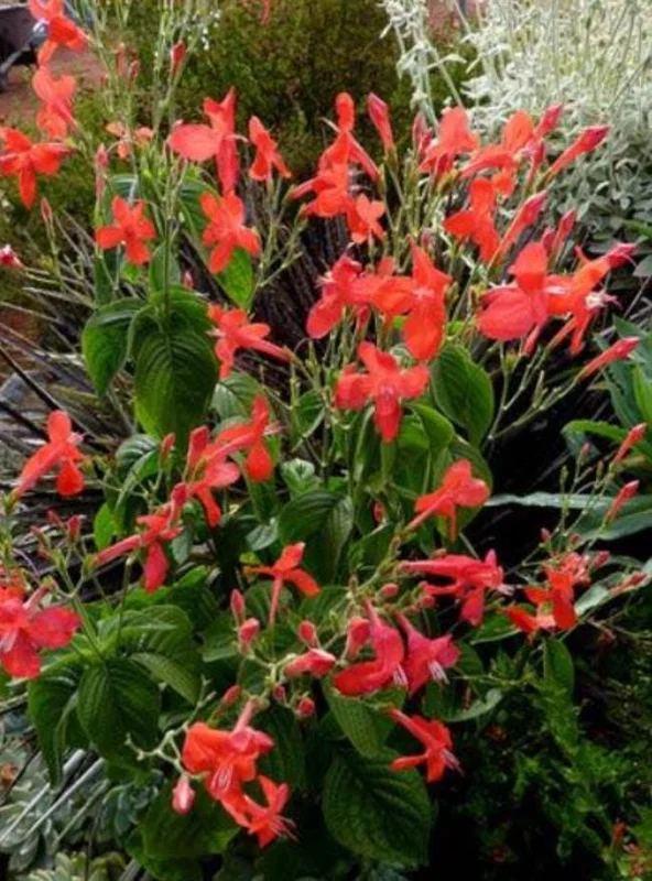 Set of 6 Red Ruellia Live Plant Starters – 3-6" Tall – Perennial Flower Set of 6 Red Ruellia Live Plant Starters – 3-6" Tall – Perennial Flower - Image 7