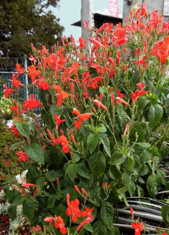 Set of 6 Red Ruellia Live Plant Starters – 3-6" Tall – Perennial Flower Set of 6 Red Ruellia Live Plant Starters – 3-6" Tall – Perennial Flower - Image 8
