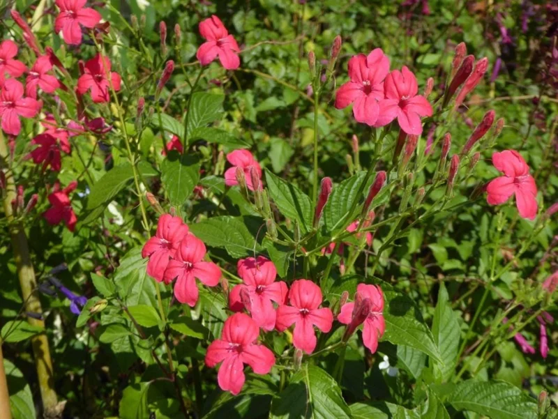 Set of 6 Red Ruellia Live Plant Starters – 3-6" Tall – Perennial Flower Set of 6 Red Ruellia Live Plant Starters – 3-6" Tall – Perennial Flower - Image 9