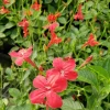 Set of 6 Red Ruellia Live Plant Starters – 3-6" Tall – Perennial Flower Set of 6 Red Ruellia Live Plant Starters – 3-6" Tall – Perennial Flower - Image 1