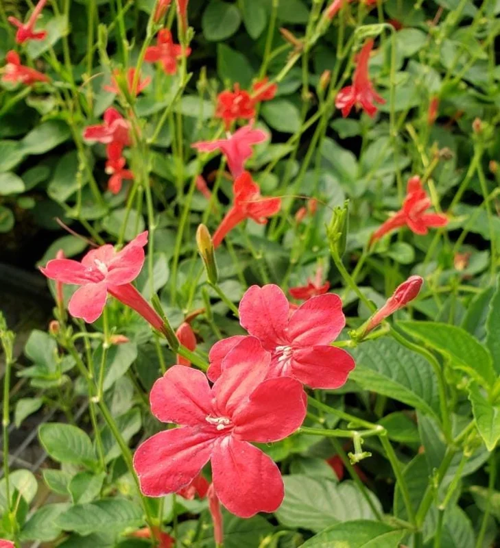 Set of 6 Red Ruellia Live Plant Starters – 3-6" Tall – Perennial Flower Set of 6 Red Ruellia Live Plant Starters – 3-6" Tall – Perennial Flower - Image 1
