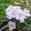 Set of 6 White Ruellia Live Plants – 3-6" Tall Starter Perennials – Outdoor Flowering - Image 1