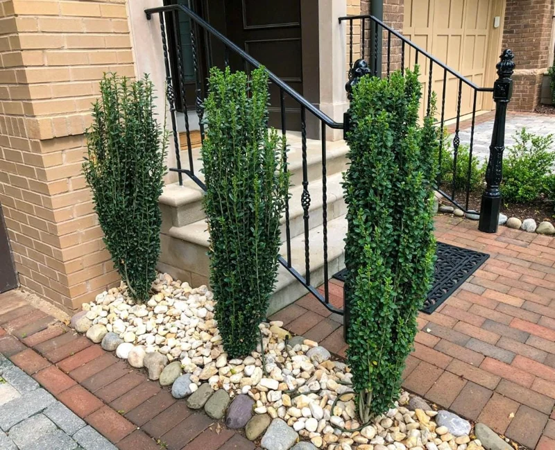 Sky Pencil Holly Live Plant - Ilex Crenata - 6-12" Tall - 1 Quart Pot - Outdoor Shrub Sky Pencil Holly Live Plant - Ilex Crenata - 6-12" Tall - 1 Quart Pot - Outdoor Shrub - Image 2