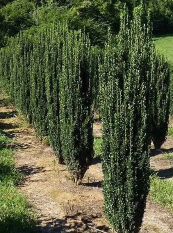 Sky Pencil Holly Live Plant - Ilex Crenata - 6-12" Tall - 1 Quart Pot - Outdoor Shrub Sky Pencil Holly Live Plant - Ilex Crenata - 6-12" Tall - 1 Quart Pot - Outdoor Shrub - Image 3