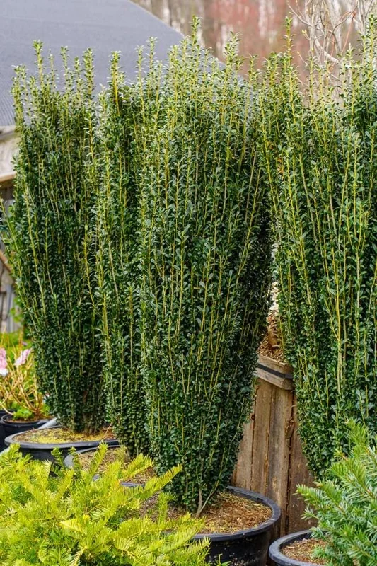 Sky Pencil Holly Live Plant - Ilex Crenata - 6-12" Tall - 1 Quart Pot - Outdoor Shrub Sky Pencil Holly Live Plant - Ilex Crenata - 6-12" Tall - 1 Quart Pot - Outdoor Shrub - Image 5