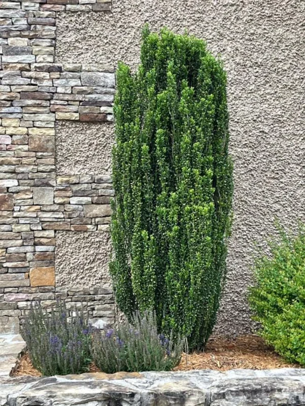 Sky Pencil Holly Live Plant - Ilex Crenata - 6-12" Tall - 1 Quart Pot - Outdoor Shrub Sky Pencil Holly Live Plant - Ilex Crenata - 6-12" Tall - 1 Quart Pot - Outdoor Shrub - Image 1