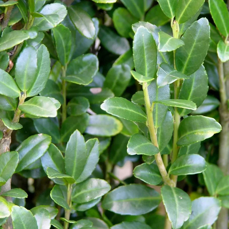 Sky Pencil Holly Live Plant - Ilex Crenata - 6-12" Tall - 1 Quart Pot - Outdoor Shrub Sky Pencil Holly Live Plant - Ilex Crenata - 6-12" Tall - 1 Quart Pot - Outdoor Shrub - Image 6