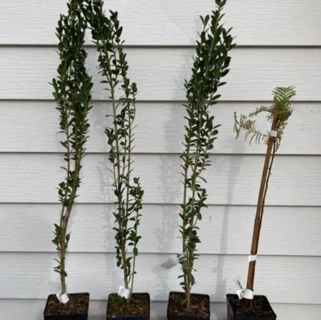 Sky Pencil Holly Live Plant - Ilex Crenata - 6-12" Tall - 1 Quart Pot - Outdoor Shrub Sky Pencil Holly Live Plant - Ilex Crenata - 6-12" Tall - 1 Quart Pot - Outdoor Shrub - Image 7