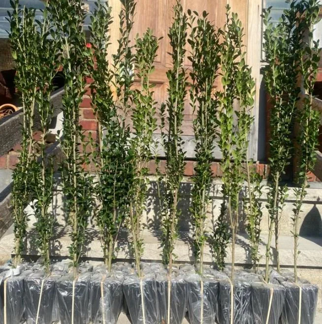 Sky Pencil Holly Live Plant - Ilex Crenata - 6-12" Tall - 1 Quart Pot - Outdoor Shrub Sky Pencil Holly Live Plant - Ilex Crenata - 6-12" Tall - 1 Quart Pot - Outdoor Shrub - Image 8