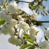 Snowgoose Flowering Cherry Live Plant – Prunus Tree 6-12" Tall – 3" Pot – Outdoor - Image 1