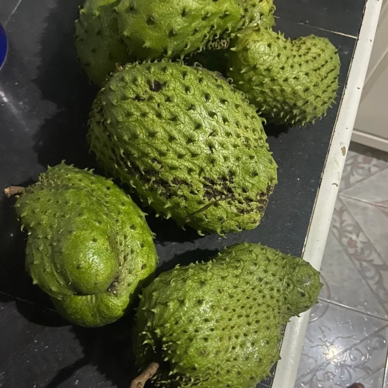 Soursop Live Plant - Guanabana Tropical Fruit Tree, 4 Inch Pot, 6 Inches Tall Soursop Live Plant - Guanabana Tropical Fruit Tree, 4 Inch Pot, 6 Inches Tall - Image 2