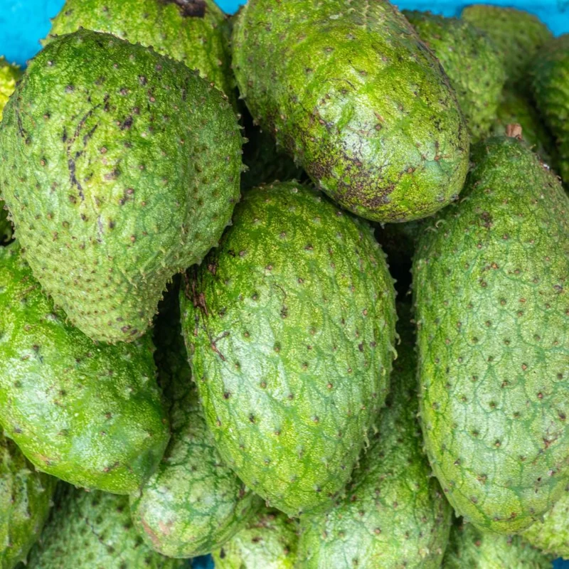 Soursop Live Plant - Guanabana Tropical Fruit Tree, 4 Inch Pot, 6 Inches Tall Soursop Live Plant - Guanabana Tropical Fruit Tree, 4 Inch Pot, 6 Inches Tall - Image 4