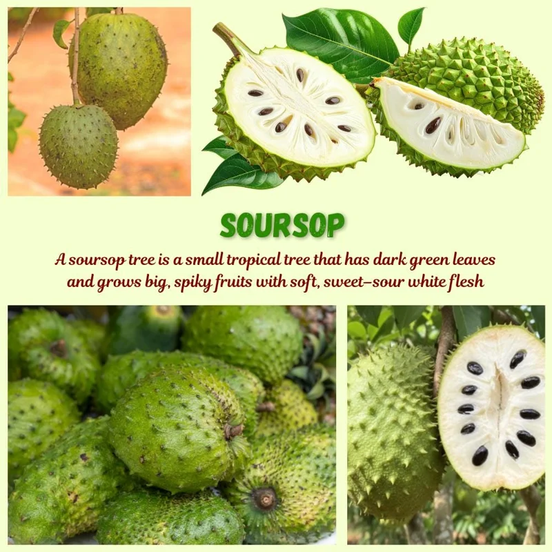 Soursop Live Plant - Guanabana Tropical Fruit Tree, 4 Inch Pot, 6 Inches Tall Soursop Live Plant - Guanabana Tropical Fruit Tree, 4 Inch Pot, 6 Inches Tall - Image 6