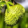 Soursop Live Plant - Guanabana Tropical Fruit Tree, 4 Inch Pot, 6 Inches Tall - Image 1