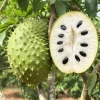 Soursop Live Plant - Tropical Guanabana Fruit Tree - Annona Muricata - Image 1
