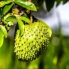 Soursop Starter Plant Live - Annona Muricata Fruit Tree, 3-5 Inch Tall, Bare Root Soursop Starter Plant Live - Annona Muricata Fruit Tree, 3-5 Inch Tall, Bare Root - Image 1