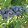 Southern Highbush Blueberry Live Plant - 4-6" Tall Starter Bush for Zones 7-10 - Image 1